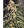 AUTO SWEET DONKEY · Ministry of Cannabis · sementes de maconha · Auto Fem