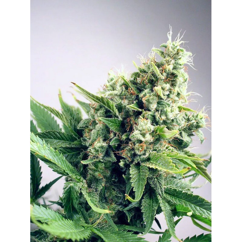 AUTO WHITE WIDOW · Ministry of Cannabis · semi di canapa indiana · Auto Fem