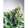 AUTO WHITE WIDOW · Ministry of Cannabis · semi di canapa indiana · Auto Fem