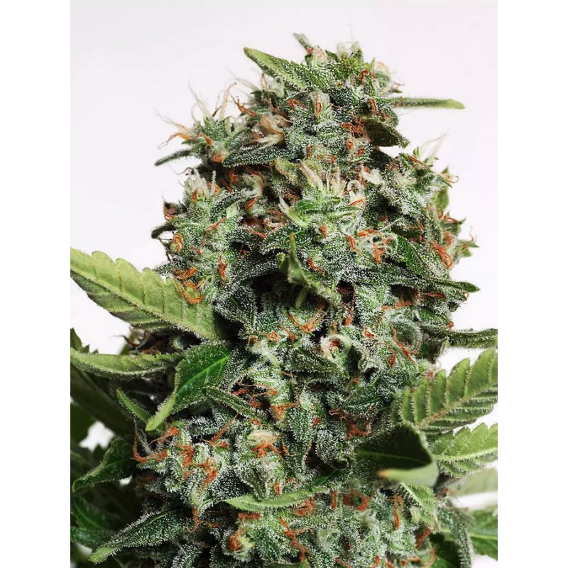 AUTOPILOT XXL · Ministry of Cannabis · semi di canapa indiana · Auto Fem