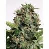 AUTOPILOT XXL · Ministry of Cannabis · semi di canapa indiana · Auto Fem