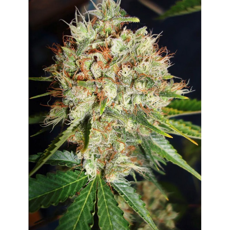 BIG BUD XXL · Ministry of Cannabis · kenevir tohum · Disi · Fem