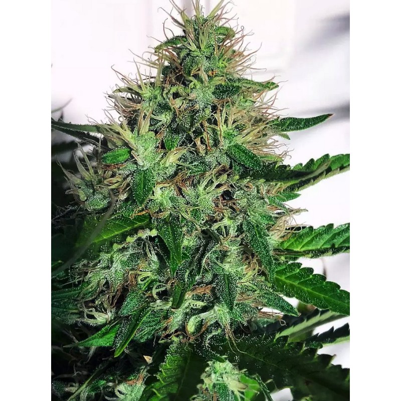 CANNABIS LIGHT · Ministry of Cannabis · semi di canapa indiana · Fem