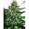 CANNABIS LIGHT · Ministry of Cannabis · semi di canapa indiana · Fem