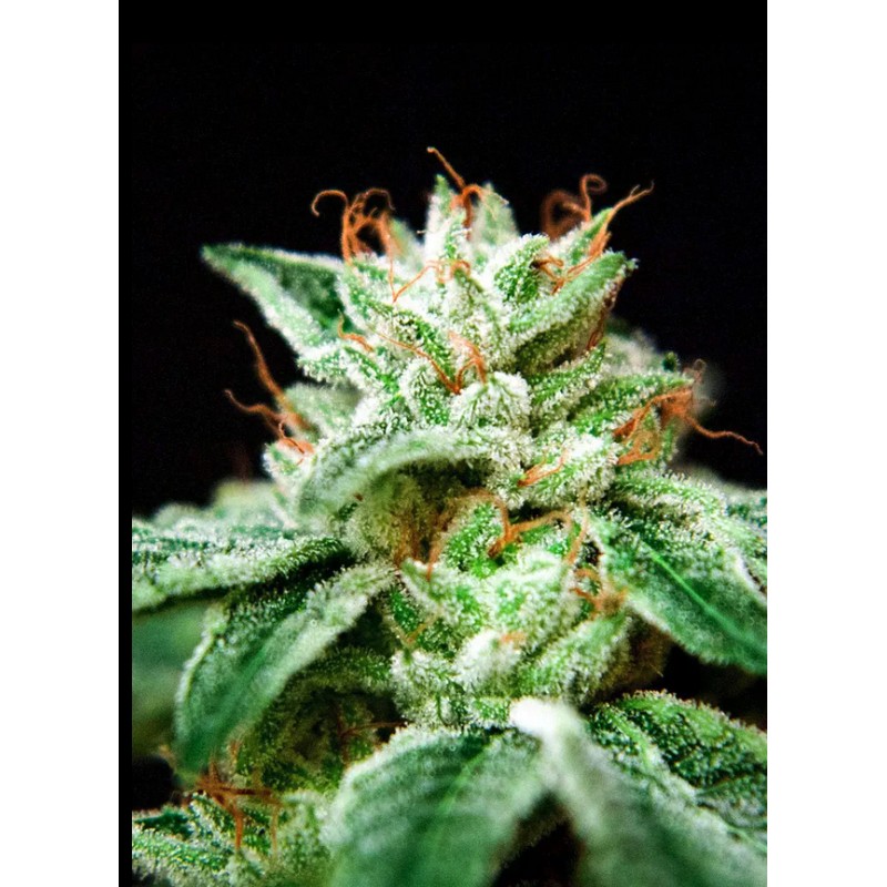 CBD STAR · Ministry of Cannabis · semi di canapa indiana · Fem
