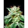 CBD STAR · Ministry of Cannabis · kenevir tohum · Disi · Fem