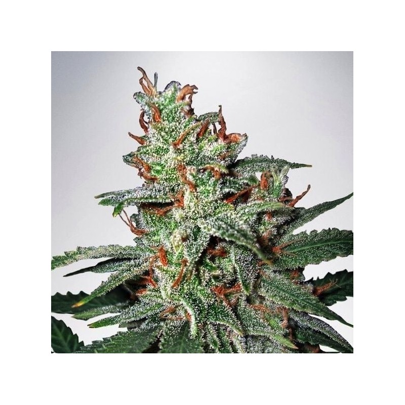 CARNIVAL · Ministry of Cannabis · semi di canapa indiana · Fem