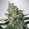 CARNIVAL · Ministry of Cannabis · semi di canapa indiana · Fem
