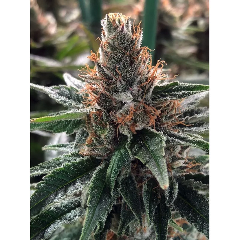 GOD'S GLUE · Ministry of Cannabis · semi di canapa indiana · Fem