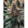 GOD'S GLUE · Ministry of Cannabis · kenevir tohum · Disi · Fem