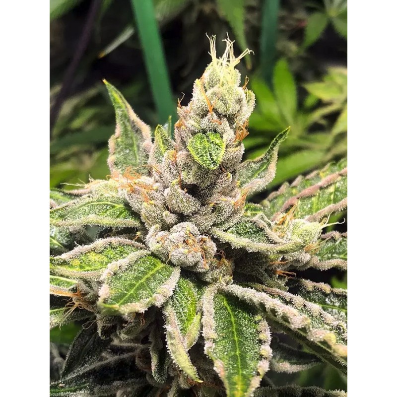 MAMACITA'S COOKIES · Ministry of Cannabis · semi di canapa indiana · Fem