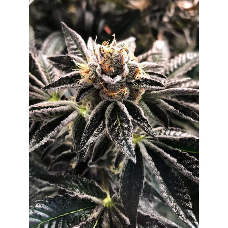 MANDARIN GELATO · Ministry of Cannabis · semi di canapa indiana · Fem
