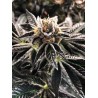 MANDARIN GELATO · Ministry of Cannabis · semi di canapa indiana · Fem