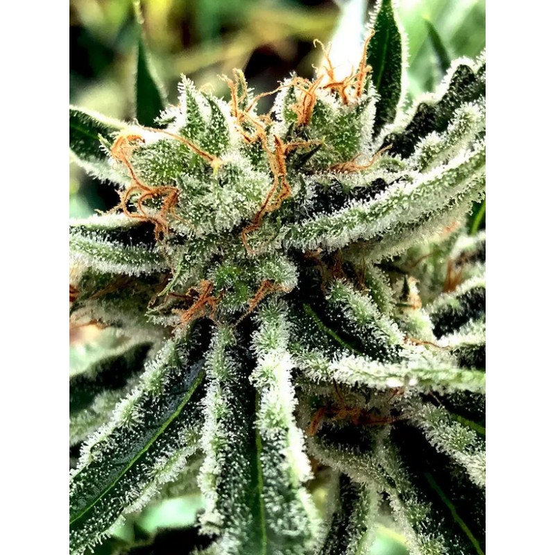 MANDARIN HAZE · Ministry of Cannabis · semi di canapa indiana · Fem