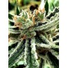MANDARIN HAZE · Ministry of Cannabis · semi di canapa indiana · Fem