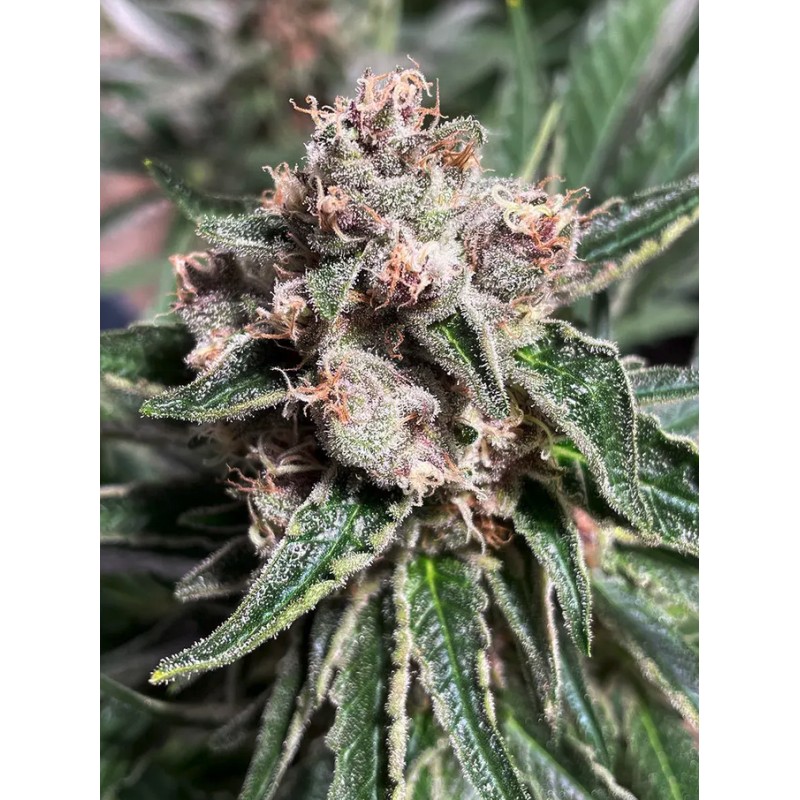 MARS MELLOW · Ministry of Cannabis · semi di canapa indiana · Fem