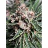 MARS MELLOW · Ministry of Cannabis · semi di canapa indiana · Fem