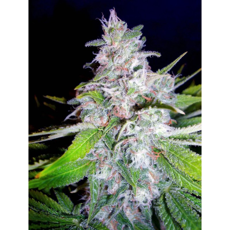 NORTHERN LIGTHS MOC · Ministry of Cannabis · semi di canapa indiana · Fem