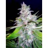 NORTHERN LIGTHS MOC · Ministry of Cannabis · semi di canapa indiana · Fem