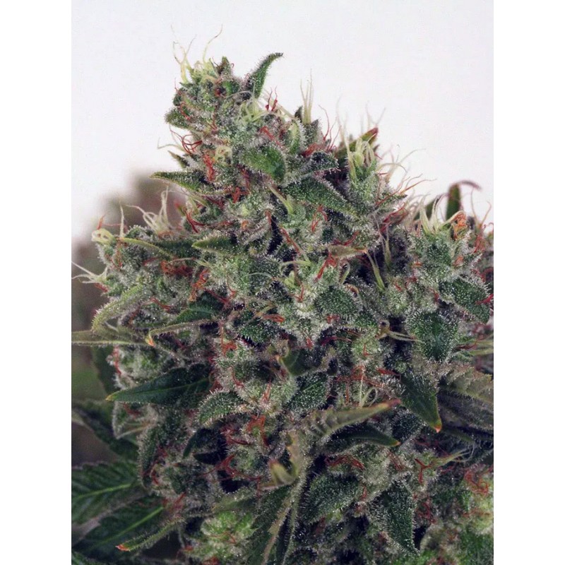 ULTRA WHITE AMNESIA · Ministry of Cannabis · semi di canapa indiana · Fem