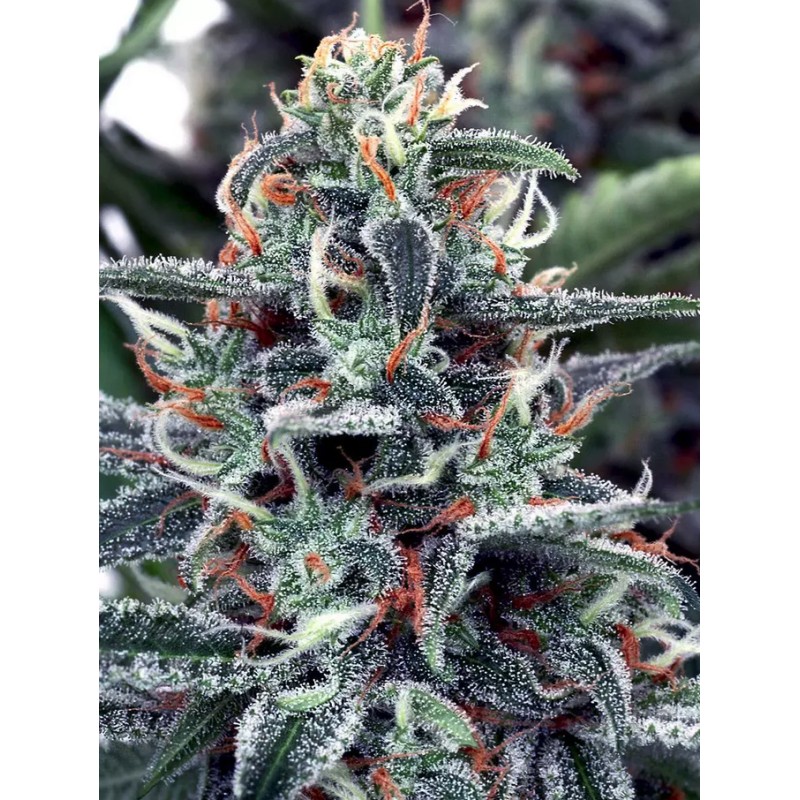 WHITE WIDOW · Ministry of Cannabis · semi di canapa indiana · Fem