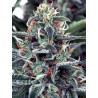 WHITE WIDOW · Ministry of Cannabis · sementes de maconha · Fem