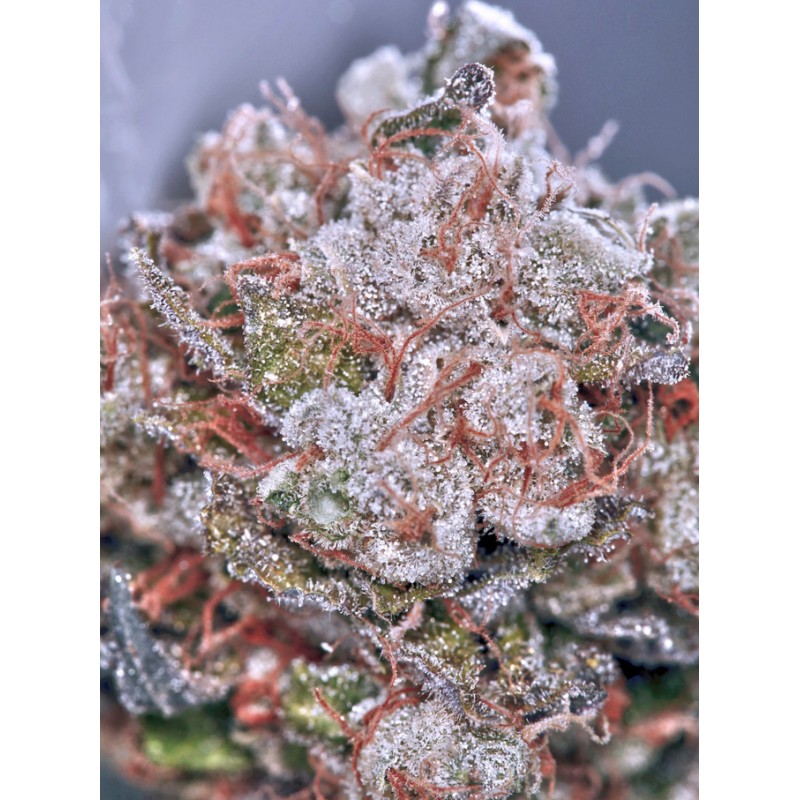 ZENSATION · Ministry of Cannabis · semi di canapa indiana · Fem