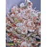 ZENSATION · Ministry of Cannabis · semi di canapa indiana · Fem