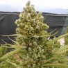 Auto Malawi x Northern Lights · Ace Seeds · semi di canapa · Auto Fem