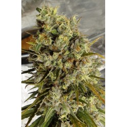 C5 HAZE X KALI CHINA · Ace...