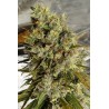 C5 HAZE X KALI CHINA · Ace Seeds · cannabis seeds · Fem