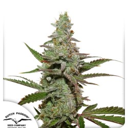 AMSTERDAM AMNESIA · Dutch Passion · cannabis seeds · Fem