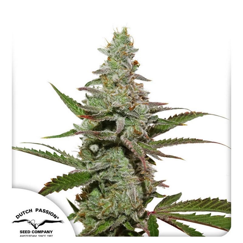AMSTERDAM AMNESIA · semi di canapa indiana · Fem