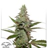 AMSTERDAM AMNESIA · Dutch Passion · sementes de maconha · Fem