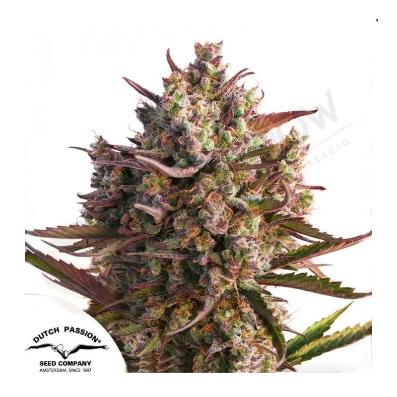 AUTO BLUEBERRY · Dutch Passion · AutoFem