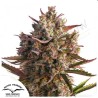 AUTO BLUEBERRY · Dutch Passion · semi di canapa ·Auto Fem