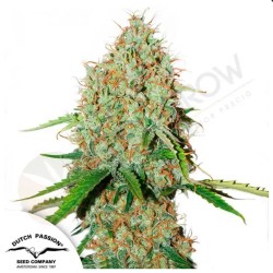 AUTO BROOKLYN SUNRISE · Dutch Passion · kenevir tohum · Disi · Auto Fem