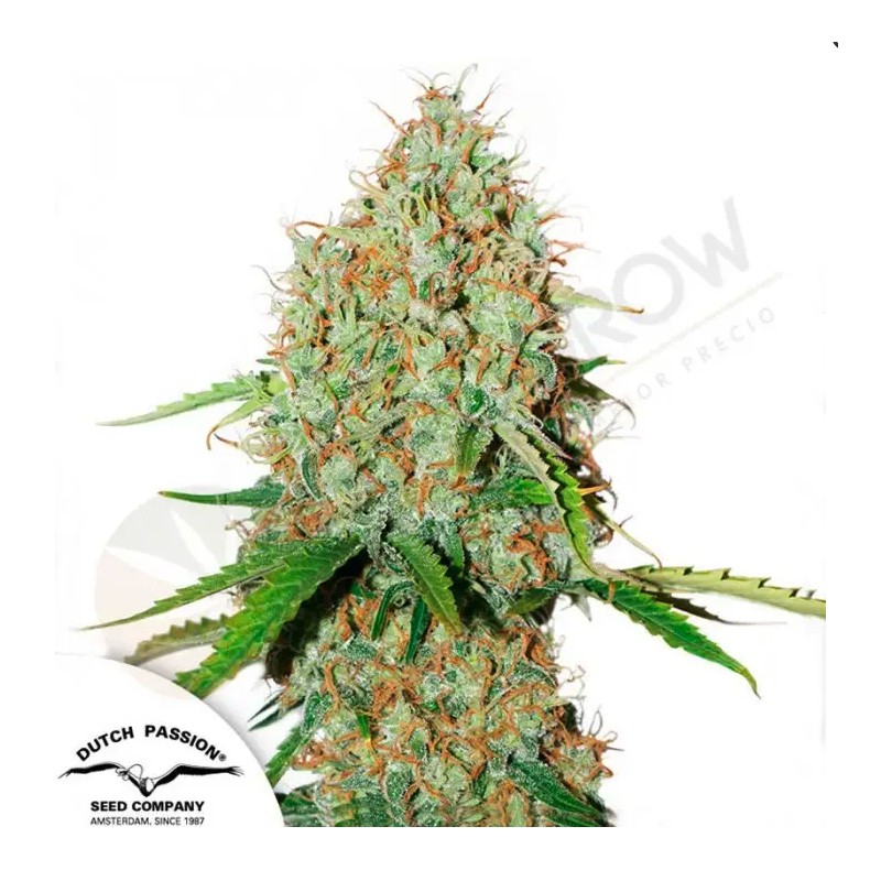 AUTO BROOKLYN SUNRISE · Dutch Passion · cannabis seeds · Auto Fem