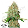 AUTO BROOKLYN SUNRISE · Dutch Passion · sementes de maconha · Auto Fem