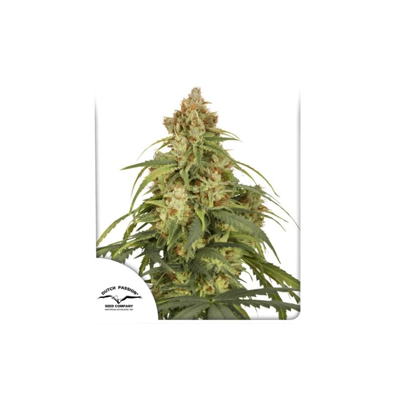AUTO CBD-VICTORY · Dutch Passion · sementes de maconha · Auto Fem