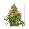 AUTO CBD-VICTORY · Dutch Passion · semi di canapa · Auto Fem