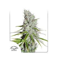 CBD SKUNKHAZE · Dutch Passion · kenevir tohum · Disi · Fem