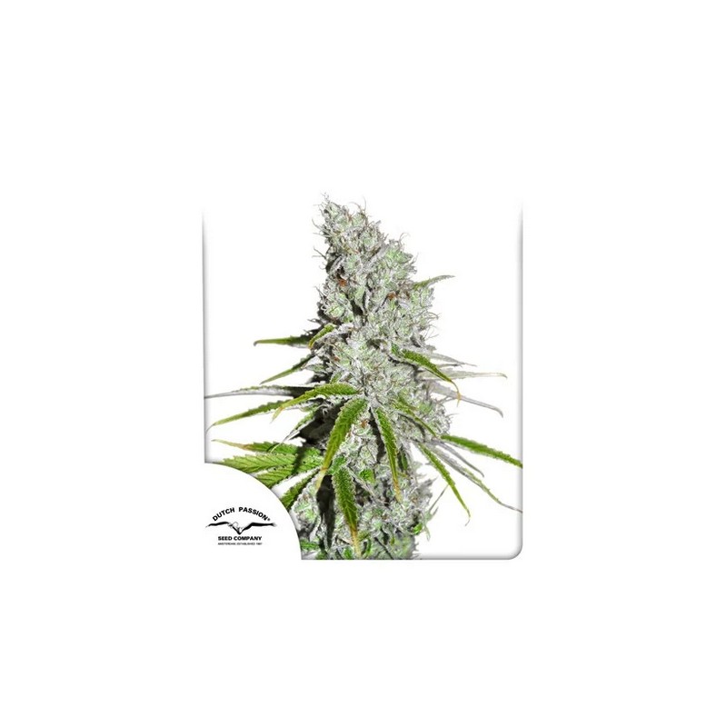 CBD SKUNKHAZE · Dutch Passion · semi di canapa · Fem