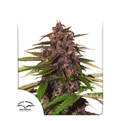 AUTO FORBIDDEN CHERRY · Dutch Passion · cannabis seeds · Auto Fem