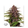 AUTO FORBIDDEN CHERRY · Dutch Passion · sementes de maconha · Auto Fem