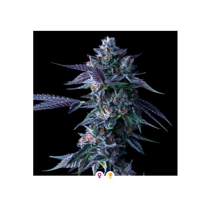 CHOCOLOPE · DNA Genetics · semi di canapa indiana · Fem