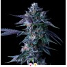 CHOCOLOPE · DNA Genetics · sementes de maconha · Fem