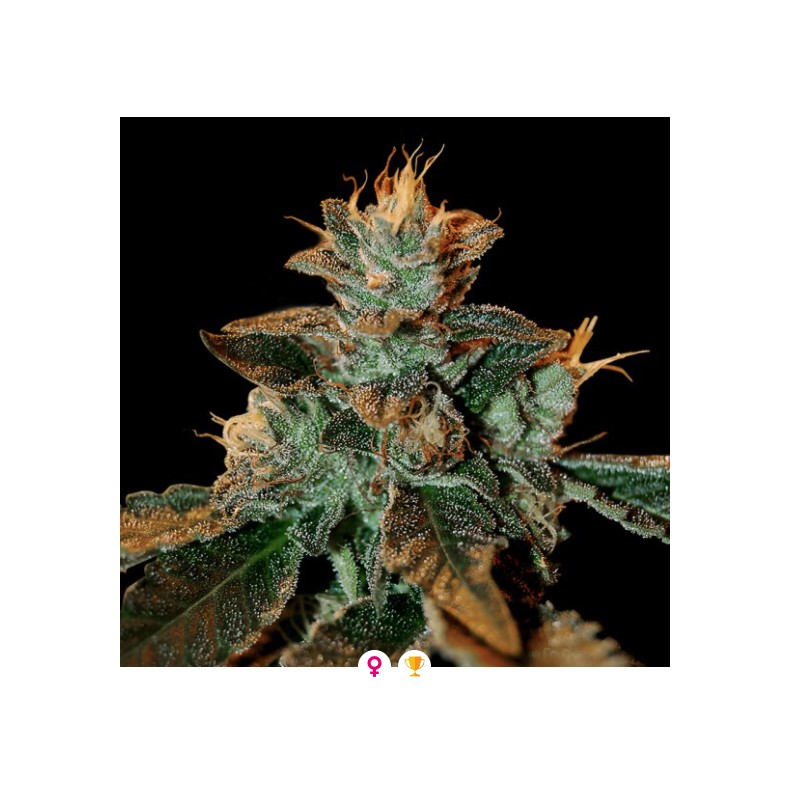 CATARACT KUSH · DNA Genetics · cannabis seeds · Fem