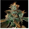 CATARACT KUSH · DNA Genetics · semi di canapa indiana · Fem