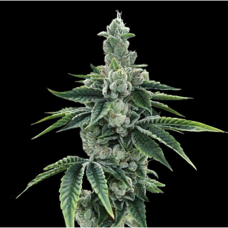 RECON 2.0 · DNA Genetics · semi di canapa indiana · Fem